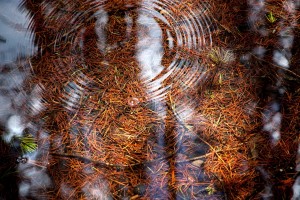 Wasser wald wellen